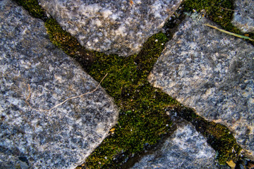 cobblestone with plants