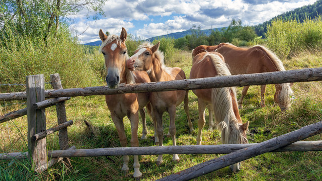 Neugierige Haflinger an einem Koppeltor
