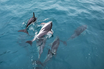 Obraz premium Dusky dolphins swimming off the coast of Kaikoura, New Zealand