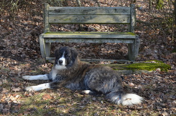Liegende Owtscharka Hündin vor einer Parkbank 
