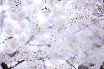 満開の桜　春