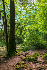 Obraz premium The tree on the shore of a small mountain rivers in the forest during sunset