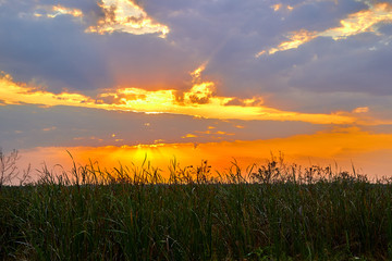 Sunset over the reeds on the river