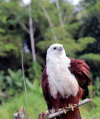 portrait of an eagle