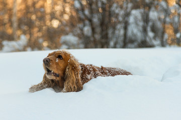 beautiful spaniel in the snow