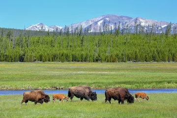 Fotobehang Buffel Vrouwelijke bizon met kalveren grazen in Yellowstone National Park, Wyoming  © donyanedomam
