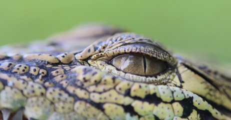 eye of crocodile