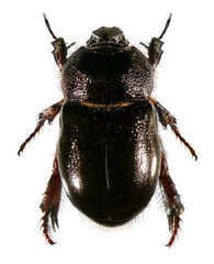 Scarab beetle (Scarabaeidae; Coleoptera). Isolated on a white background  - obrazy, fototapety, plakaty