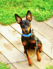 dog on leash