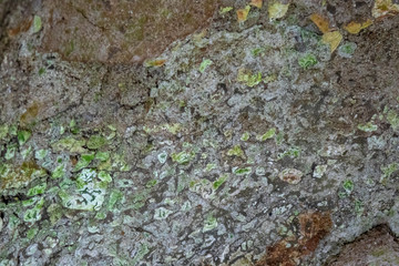 Natural abstract texture.