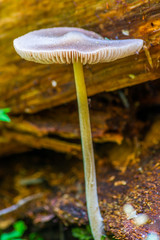 White mushroom in forest