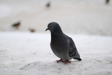 pigeon on snow