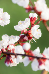 Fototapeta na wymiar detail of blossom apricot tree