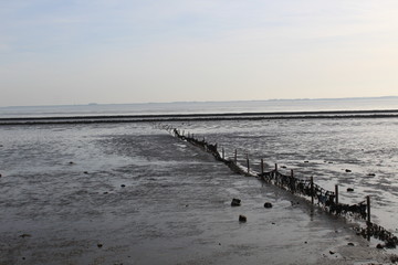 Piles in the Wadden Sea near the Knock, Emden, at low tide