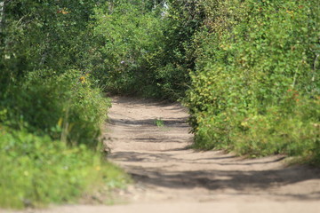A shallow view of a off road trail through trees