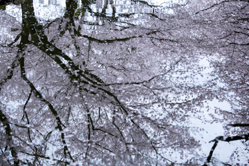 満開の桜　春　水鏡
