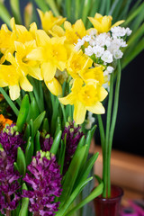 Fototapeta premium of ornithogalum, Narcissus, scimia, flower, spring, tulip, yellow, nature, tulips, flowers, blossom, garden, green, plant, bloom, white, red, floral, petal, bouquet, isolated, flora, leaf, beauty, fie