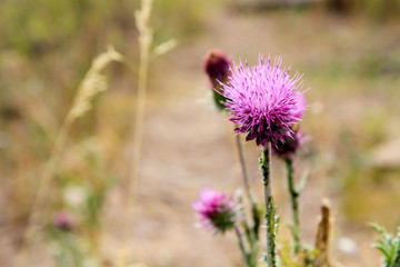 Purple Bristle Thistle Flowers on Mountain Trail