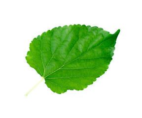 green leaves on white background
