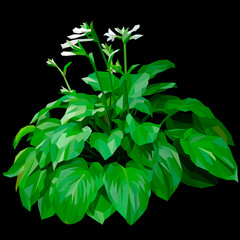 Green Hosta plantaginea with white flowers isolated in black background, garden plant, vector . Green hosta shrub. Plant for the landscape.