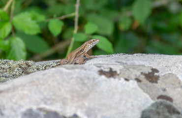 lizard portrait