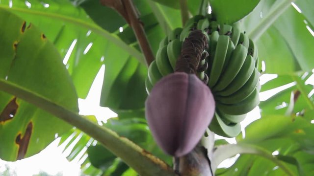 Blooming banana tree with fruit in a Caribbean tropical forest