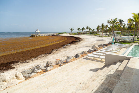 Algae polluted beach. Dirty beach