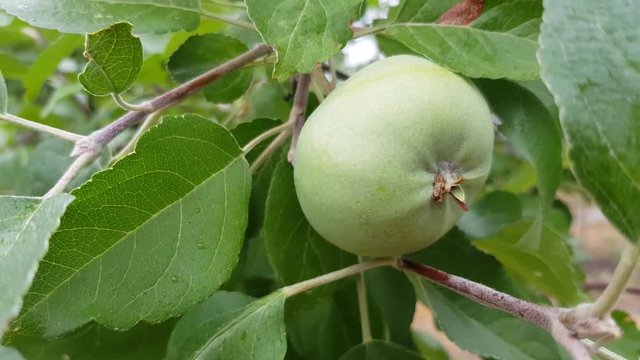 green apple on a branch among the leaves on a tree in the garden