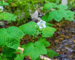 Forest thimbleberry flower and bush