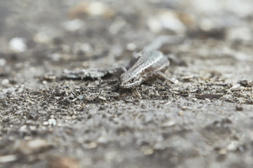 Small Viviparous Lizard On The Blurred Natural Background