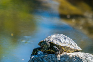 Turtle on rock basking