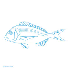 Bream fish, Esparus aurata, silhouette blue symbol 