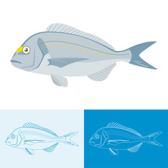 bream fish, Esparus aurata vector with variations