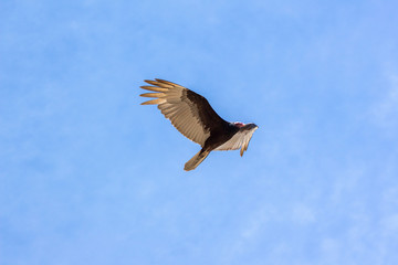 urubu no céu azul