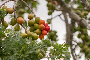 seriguela nordestina