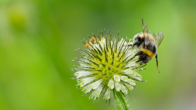 Hummel auf Bl&uuml;te