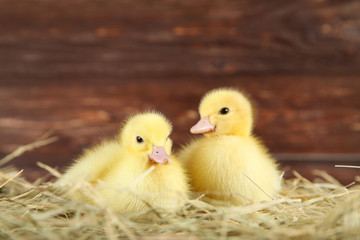 Little yellow ducklings on hay