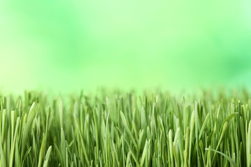 Green grass on blurred background