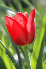 Tulpe