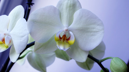 Naklejka na ściany i meble Delicate white orchid flower