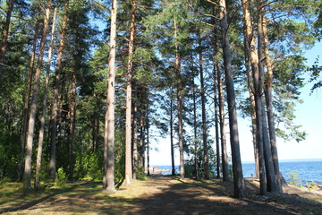 Pine forest