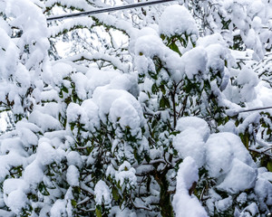Clumps Of Snow Abstract