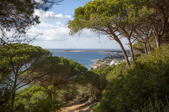 Pine forest, La Bre&ntilde;a y Marismas del Barbate Natural Park, Barbate, Cadiz province, Costa de la Luz, Andalusia, Spain