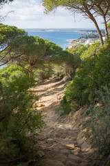 Pine forest, La Bre&ntilde;a y Marismas del Barbate Natural Park, Barbate, Cadiz province, Costa de la Luz, Andalusia, Spain