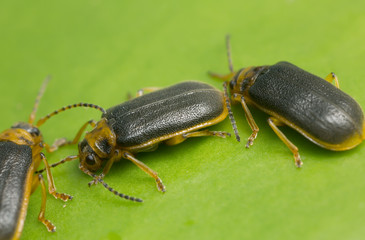 Water lily beetles, Galerucella nymphaeae on water lily leaf