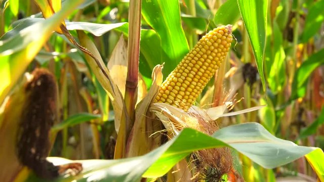 A mature yellow cob of corn on the field. dry vegetation before harvest, close-up. Dry corn cob closeup. Autumn harvest. 