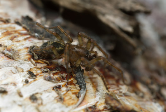 Lace-webbed spider, Amaurobius similis on wood, macro photo