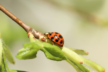 Ladybug on green branch