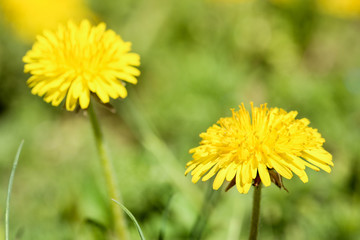 Naklejka premium Yellow dandelion flowers on blurred background