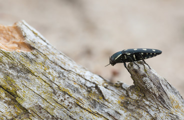 Jewel beetle, buprestis octoguttata on pine bark